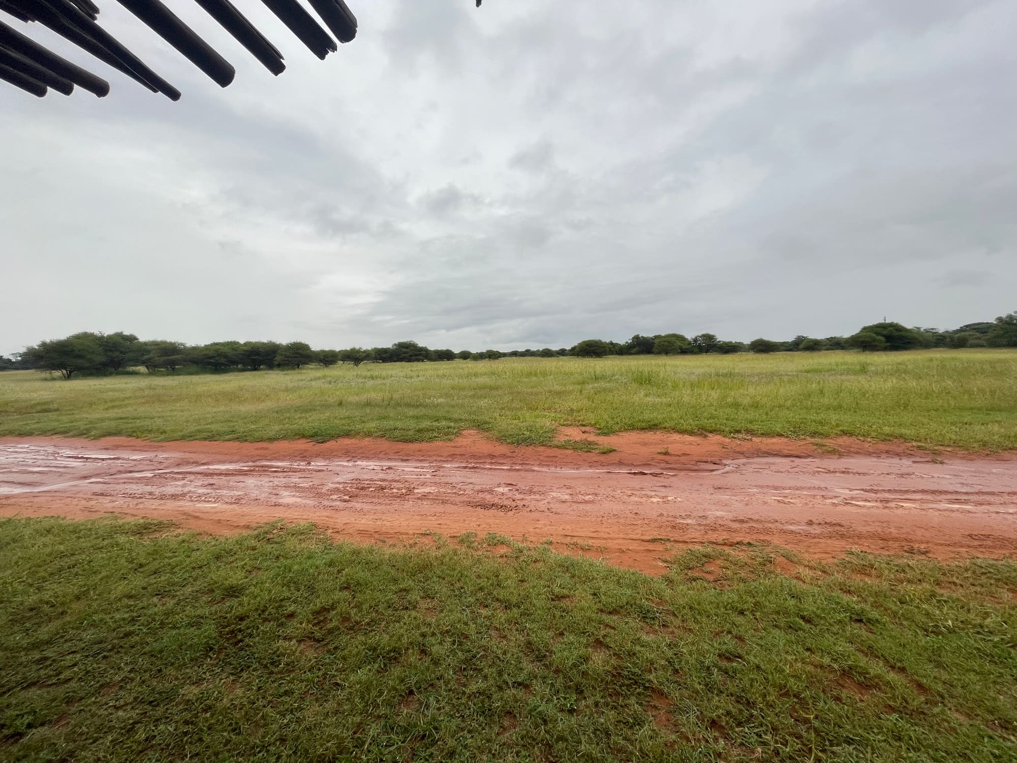 Overcast bushveld landscape at Sondela, Bela Bela after heavy rain