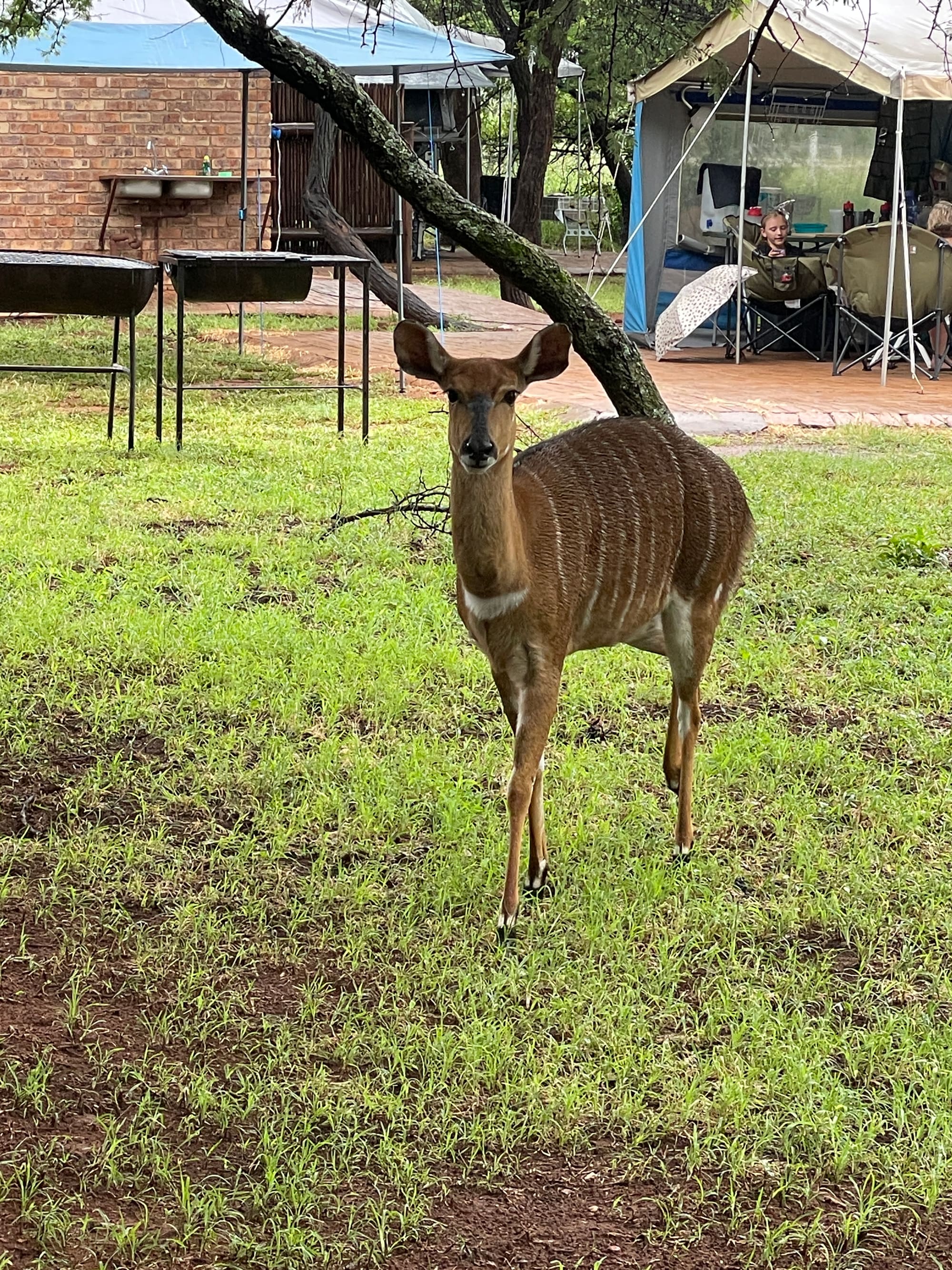A kudu grazing right next to the campsite at Sondela, Bela Bela, tents visible in the background