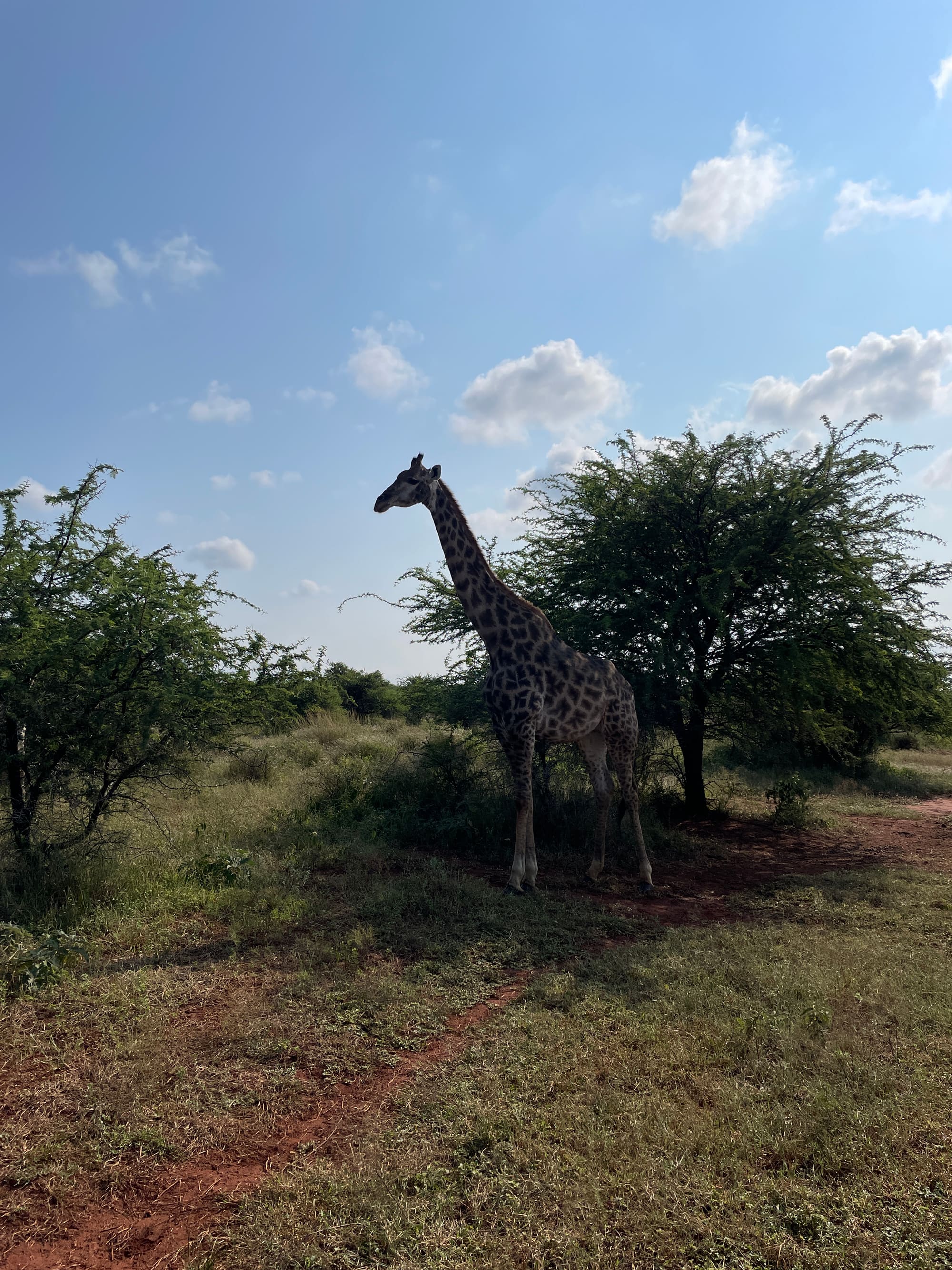 A giraffe browsing among the trees near Sondela, Bela Bela