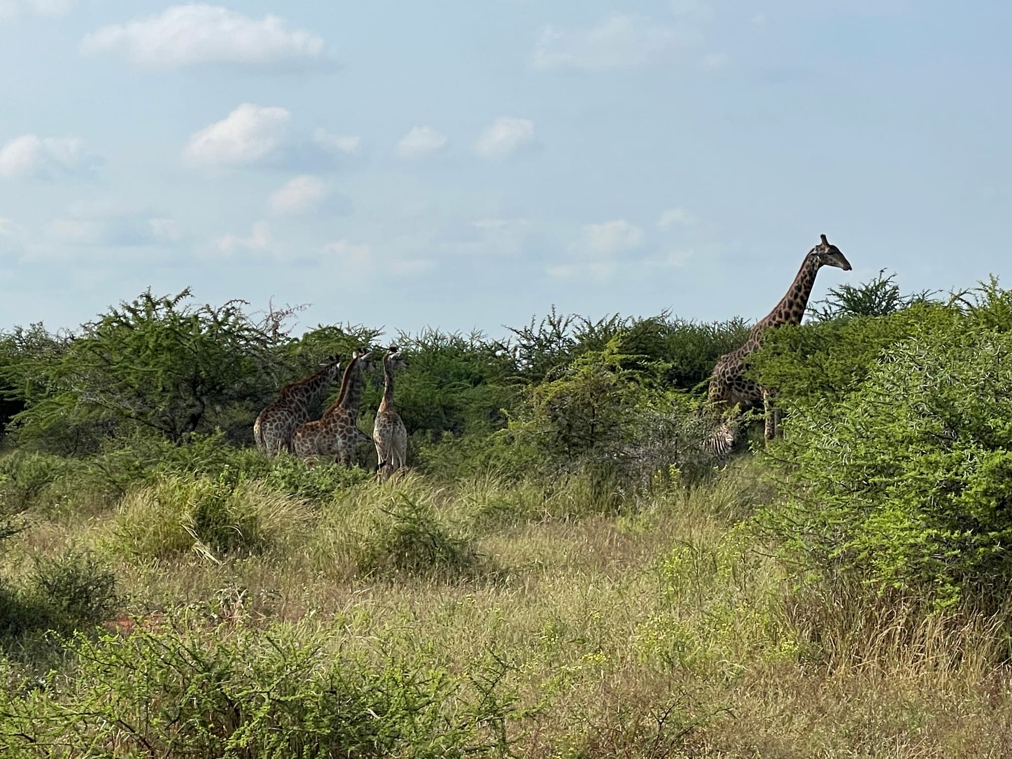 A group of giraffes and a zebra in the bushveld landscape near Sondela, Bela Bela