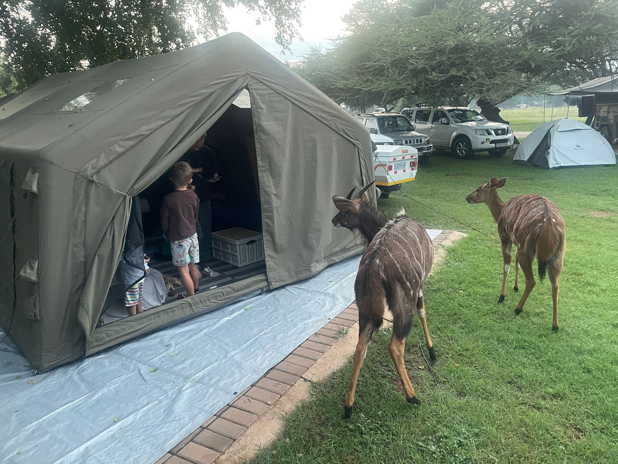A nyala standing right at the entrance of the Coody Familia tent at Sondela, Bela Bela, a boy watching from inside