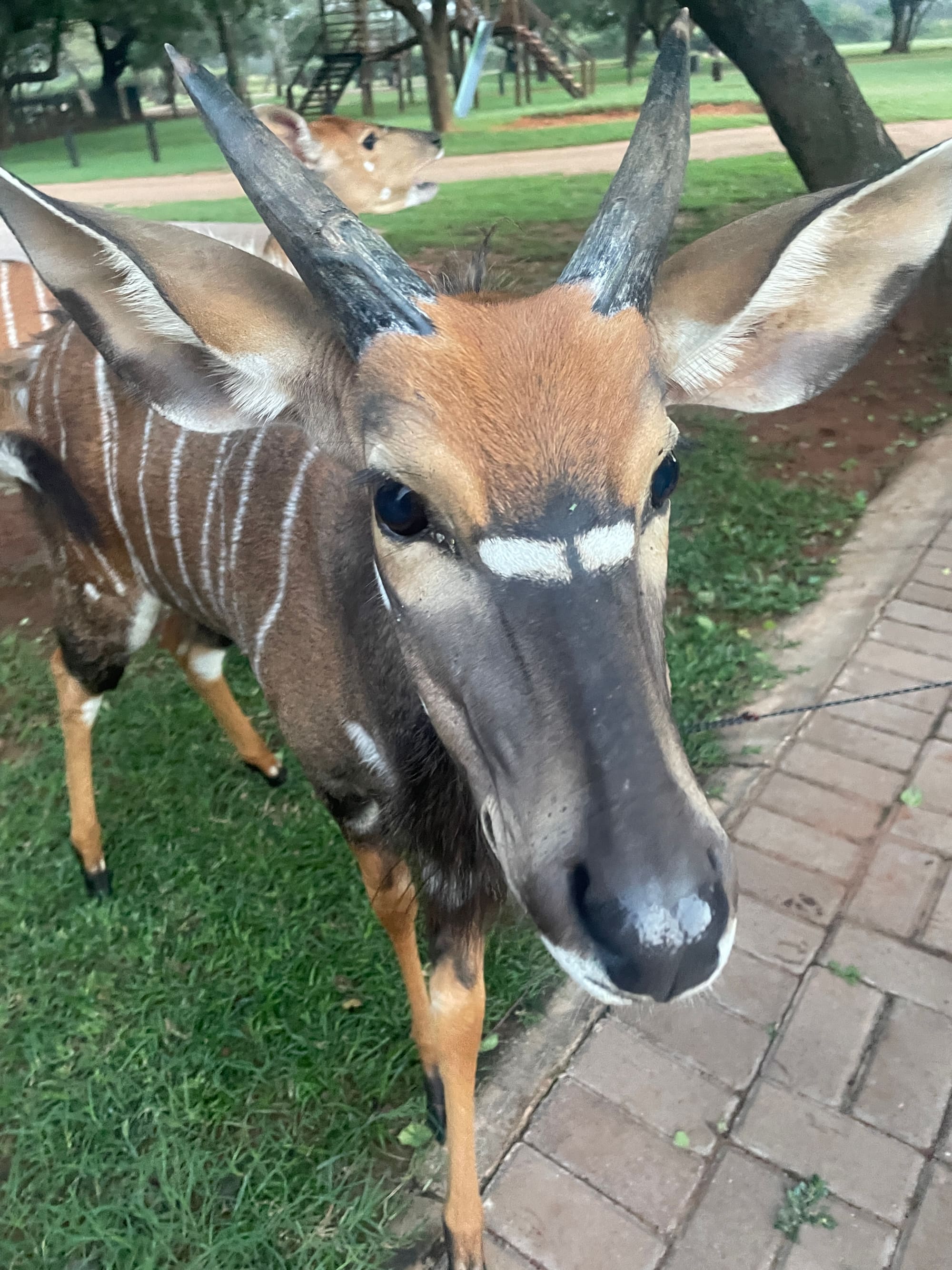 Close-up of a nyala's face right next to the campsite at Sondela, Bela Bela