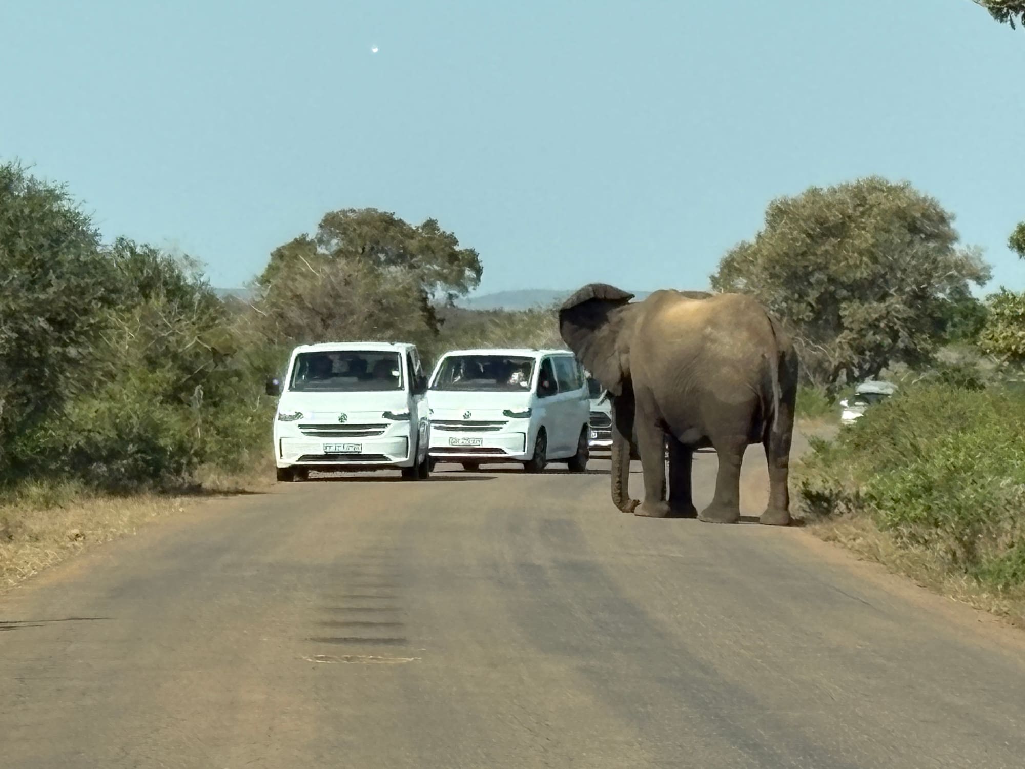 An elephant standing in the road in front of a line of cars near Crocodile Bridge, Kruger National Park