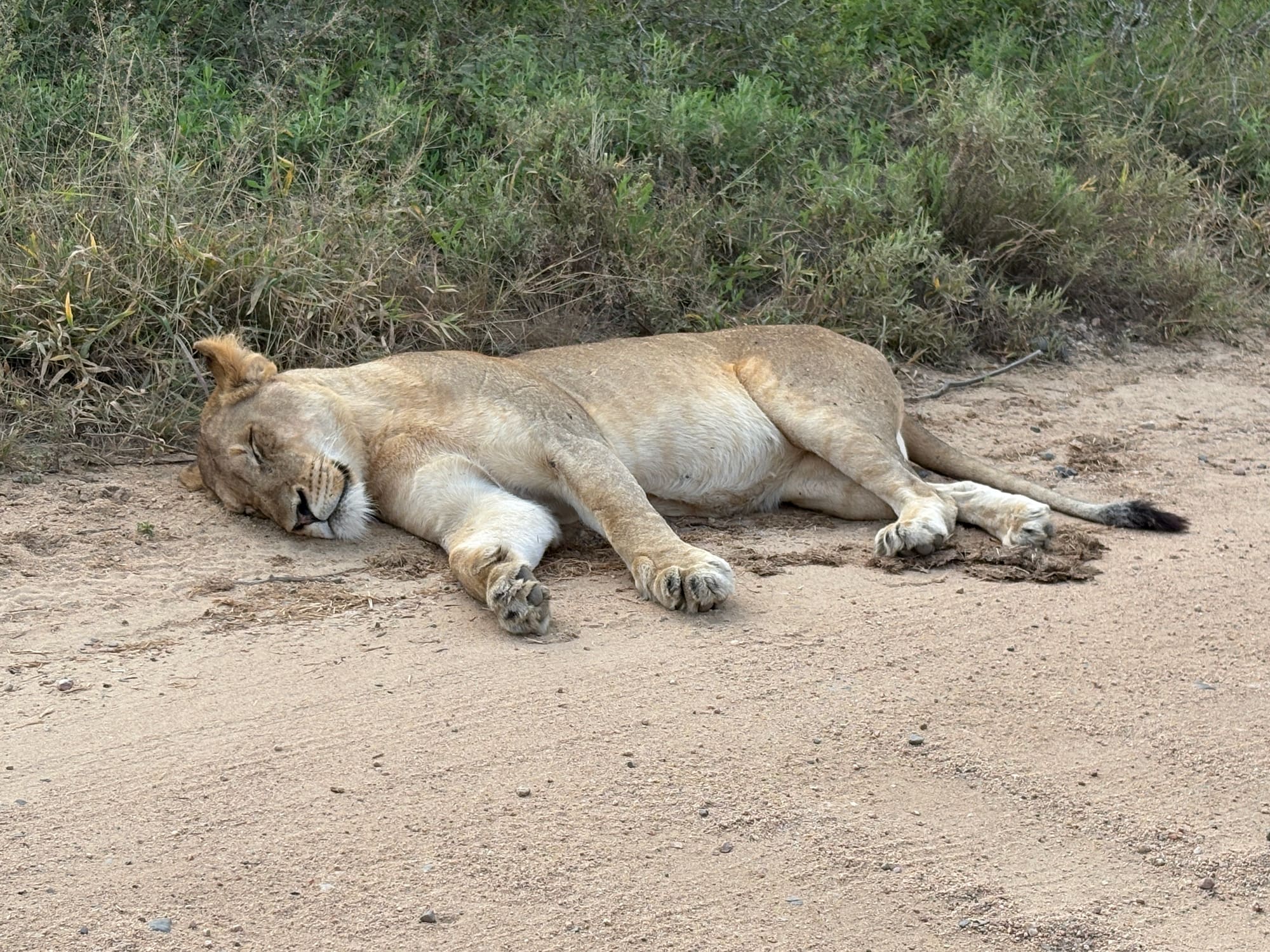 A lioness sleeping stretched out on the road near Crocodile Bridge, Kruger National Park