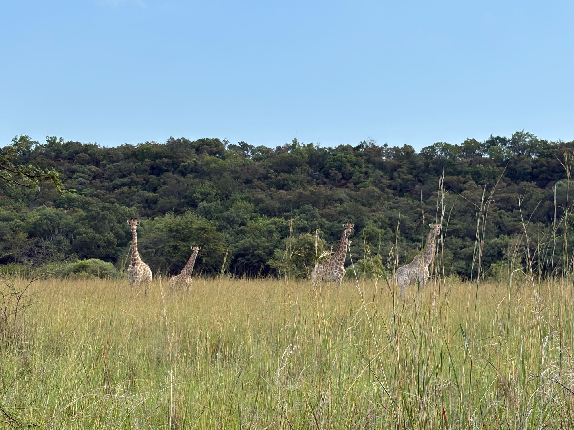 A family of giraffes standing in tall grass at Kleinood Guest Farm, Modimolle