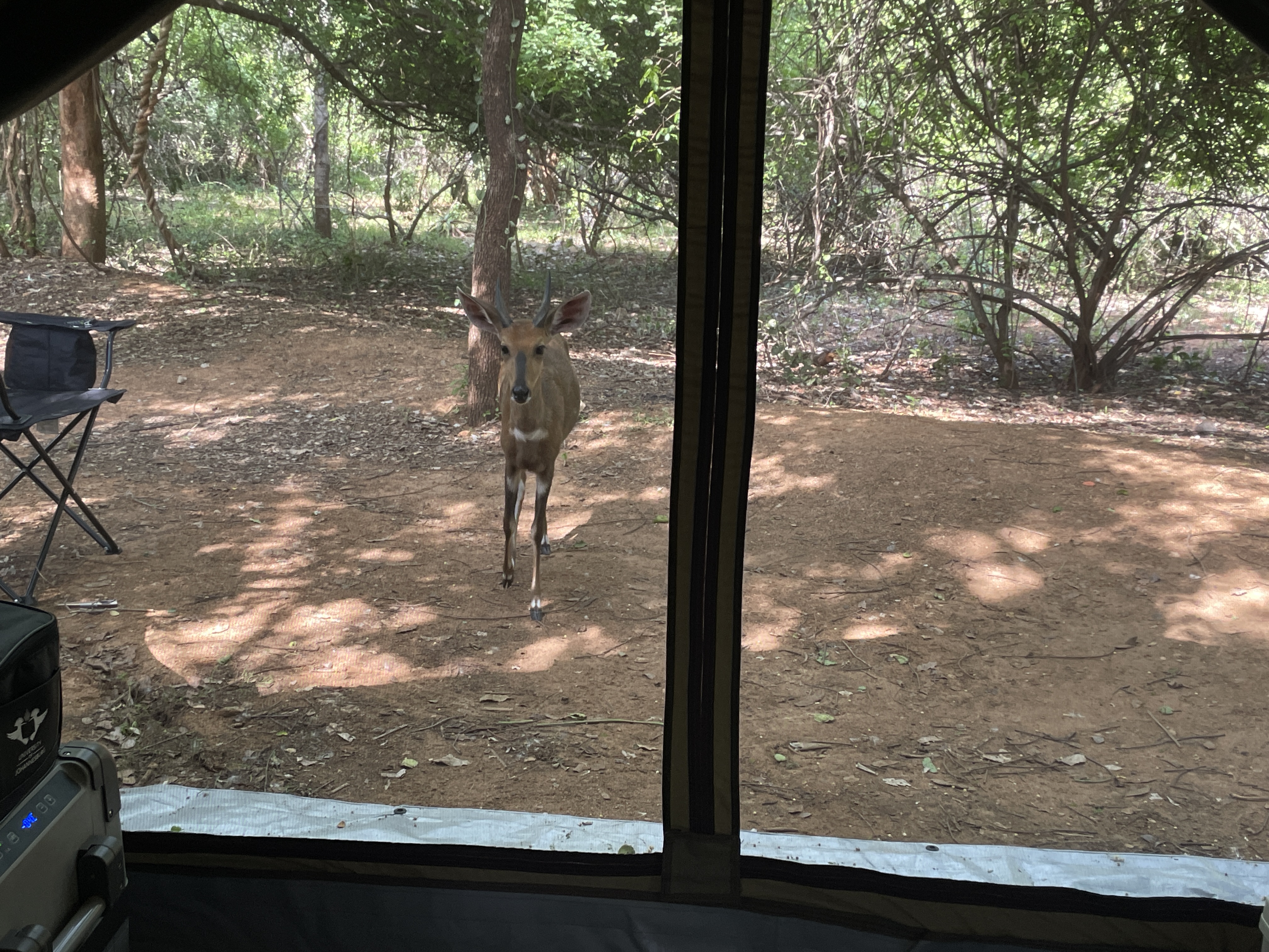 A bushbuck antelope walking directly toward the Coody Familia tent at Berg en Dal, seen through the tent window