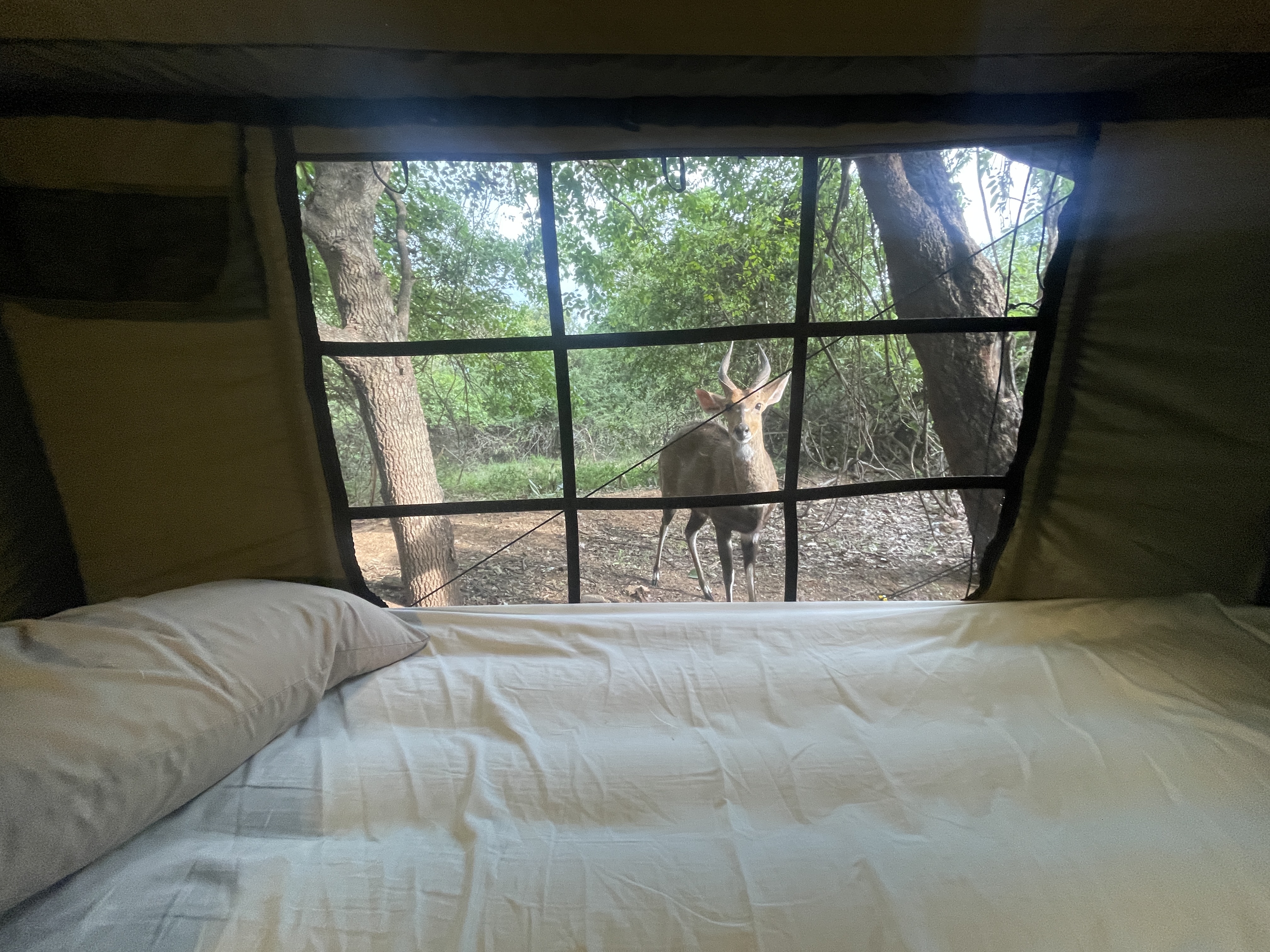 A bushbuck antelope standing outside the Coody Familia tent window, visible from the sleeping area inside
