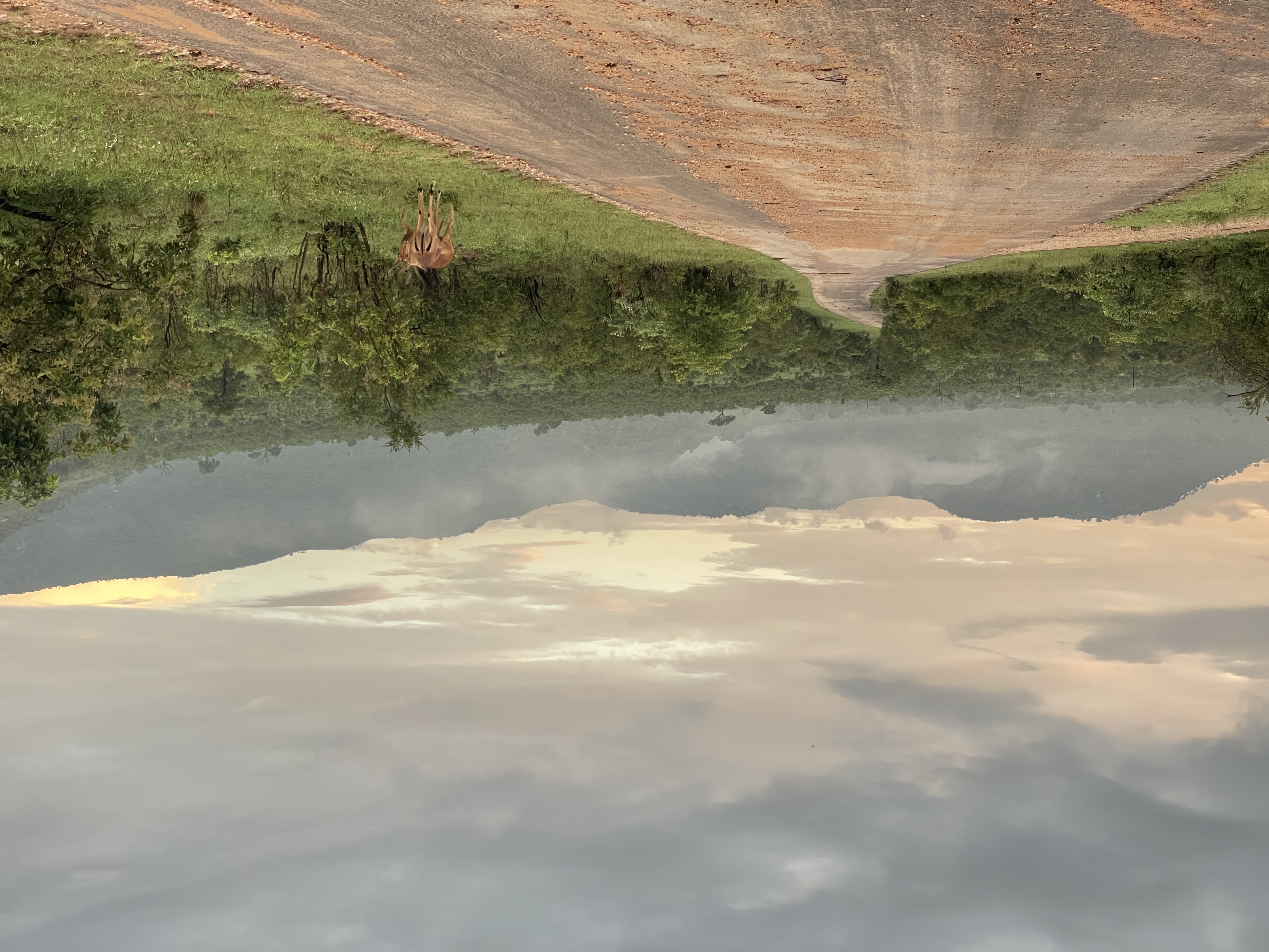 Flooded road in Kruger National Park after days of heavy rain — giraffes and their reflections in the floodwater, dramatic summer sky