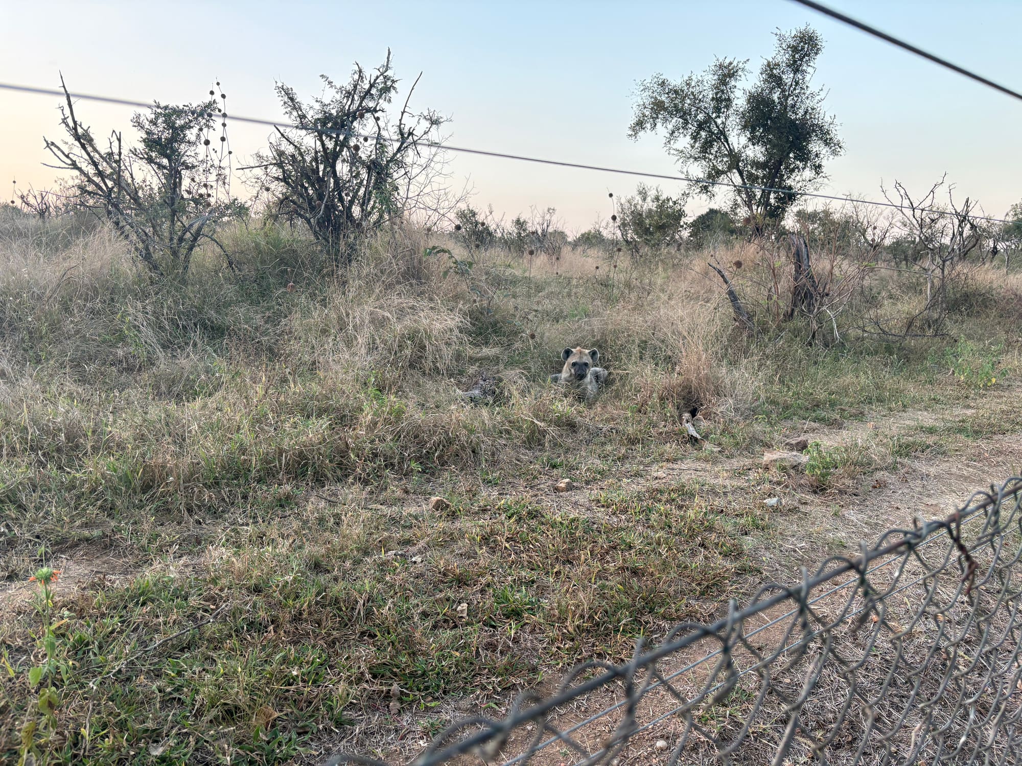 A hyena resting in the grass just beyond the campsite fence at Malelane