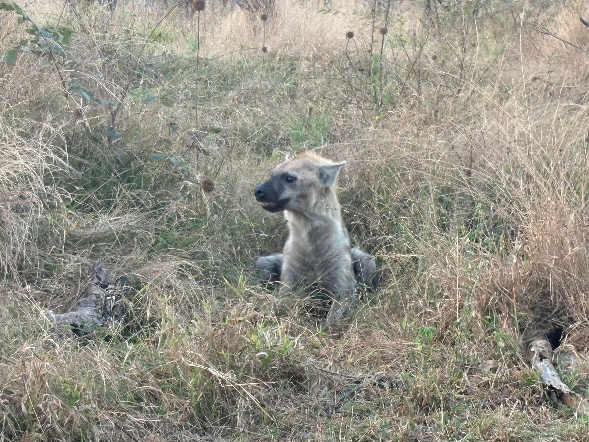 A hyena sitting up alert in the grass near Malelane rest camp