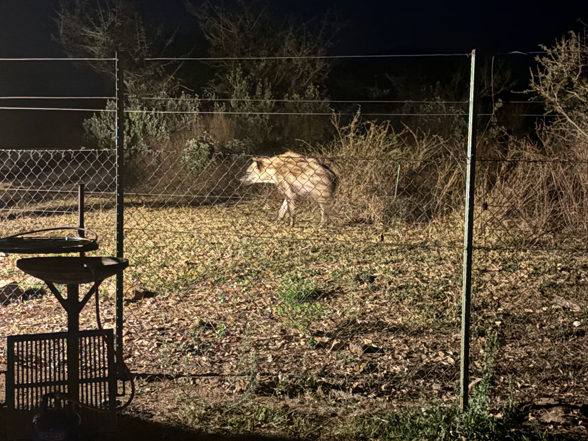 A hyena at the camp fence at night, lit up by camera flash at Malelane