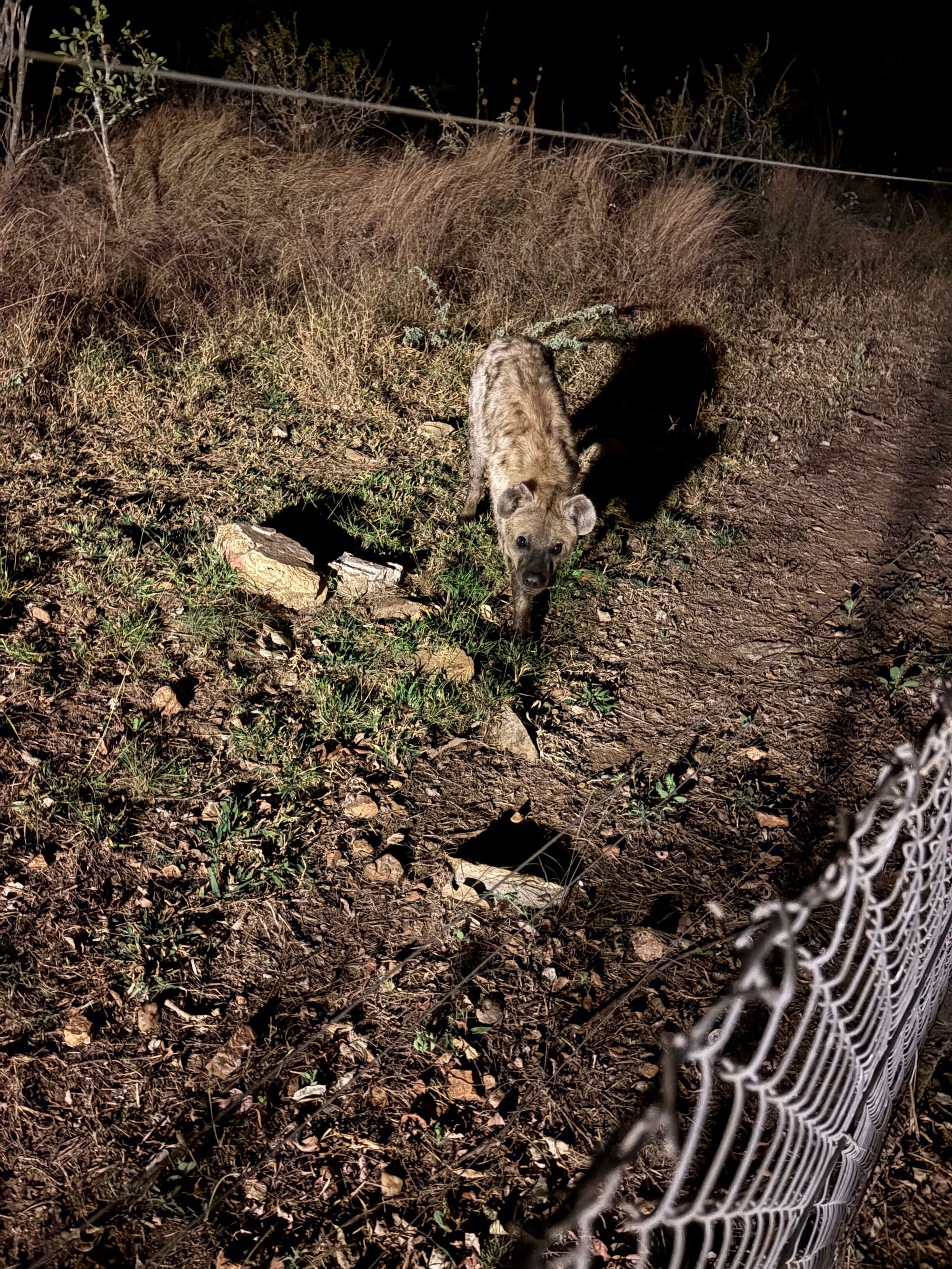 A hyena looking through the fence at night at Malelane camp