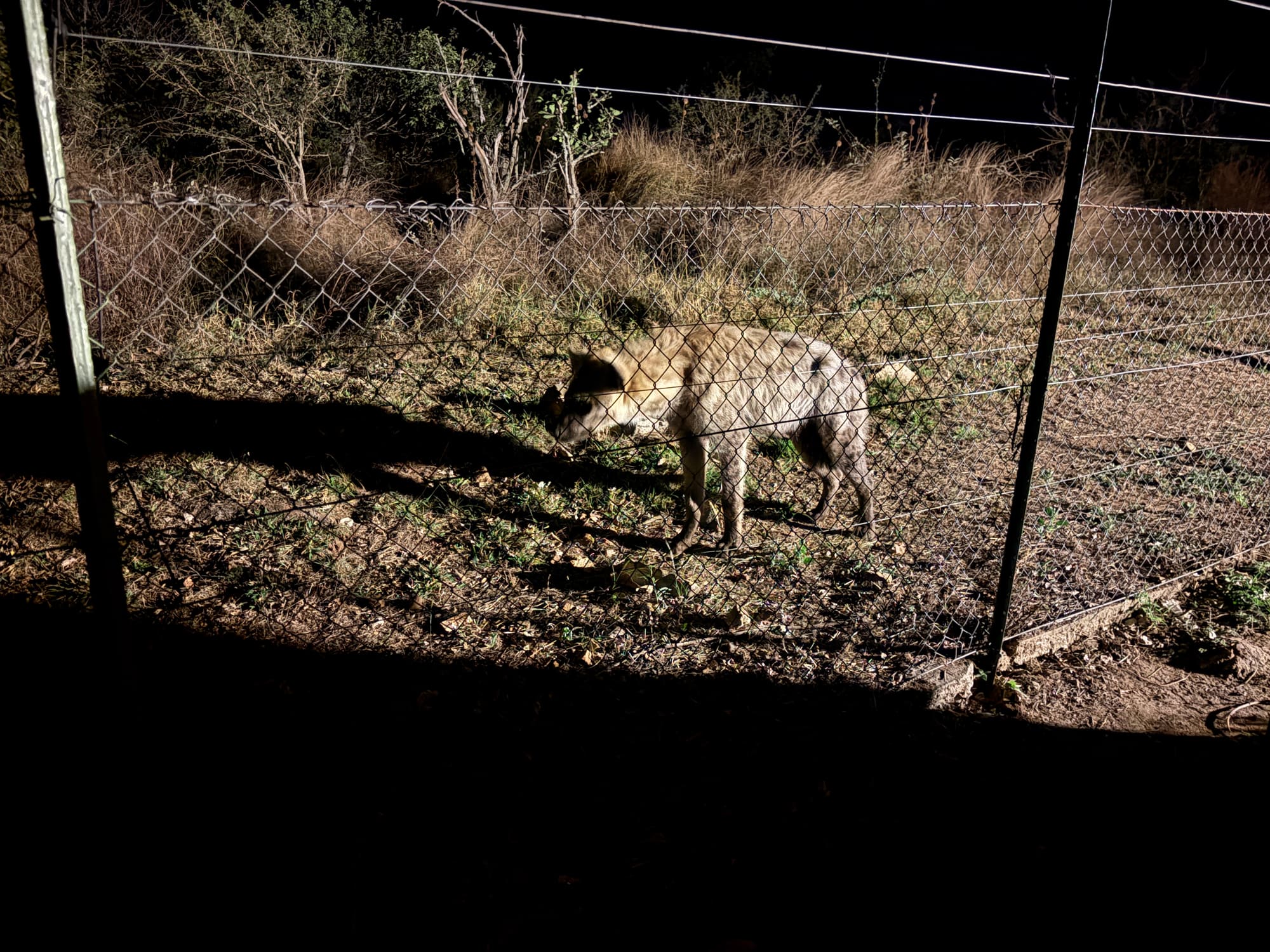 A hyena walking along the fence line at night at Malelane camp