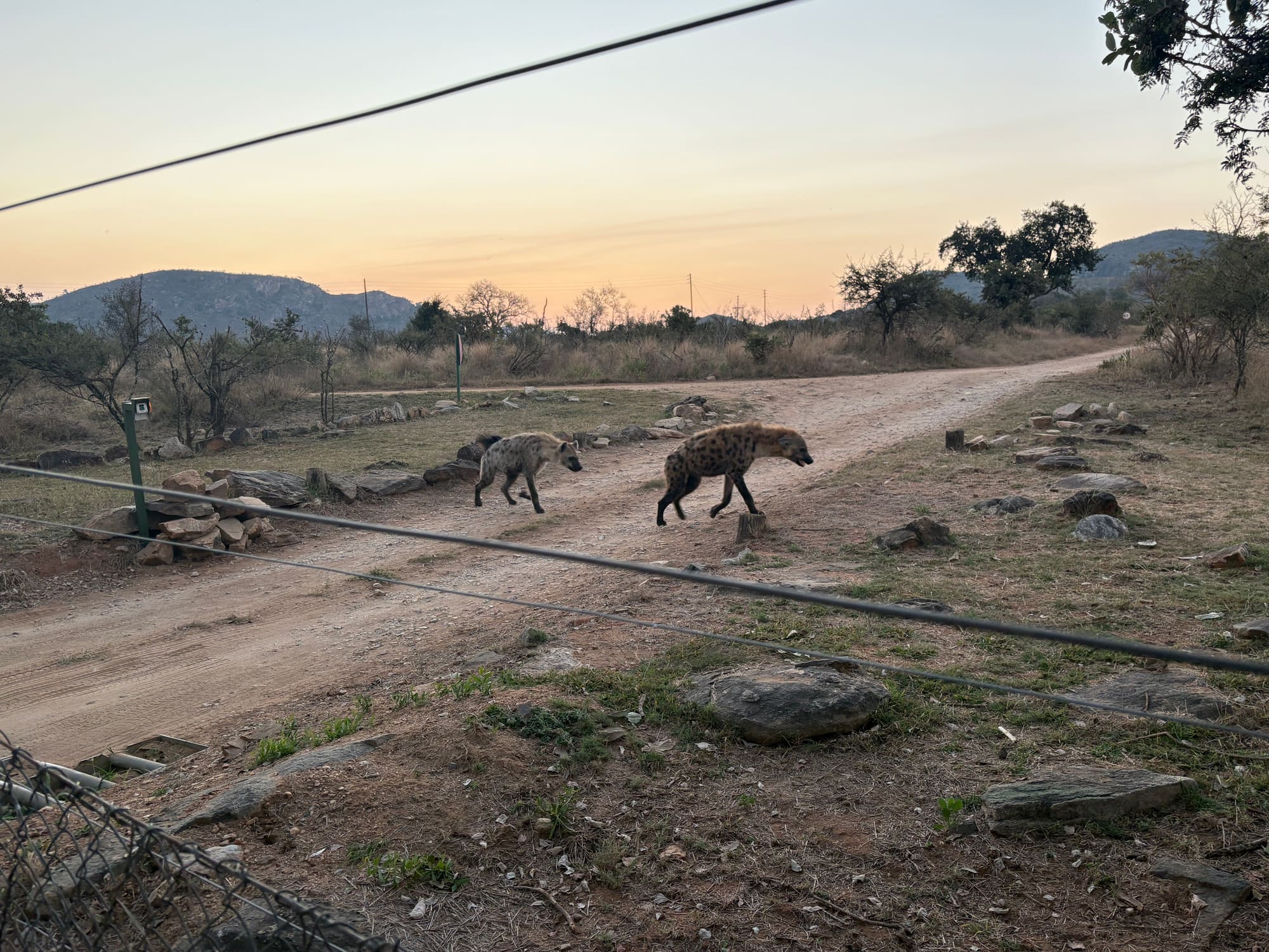Two hyenas crossing the dirt road at dusk near Malelane