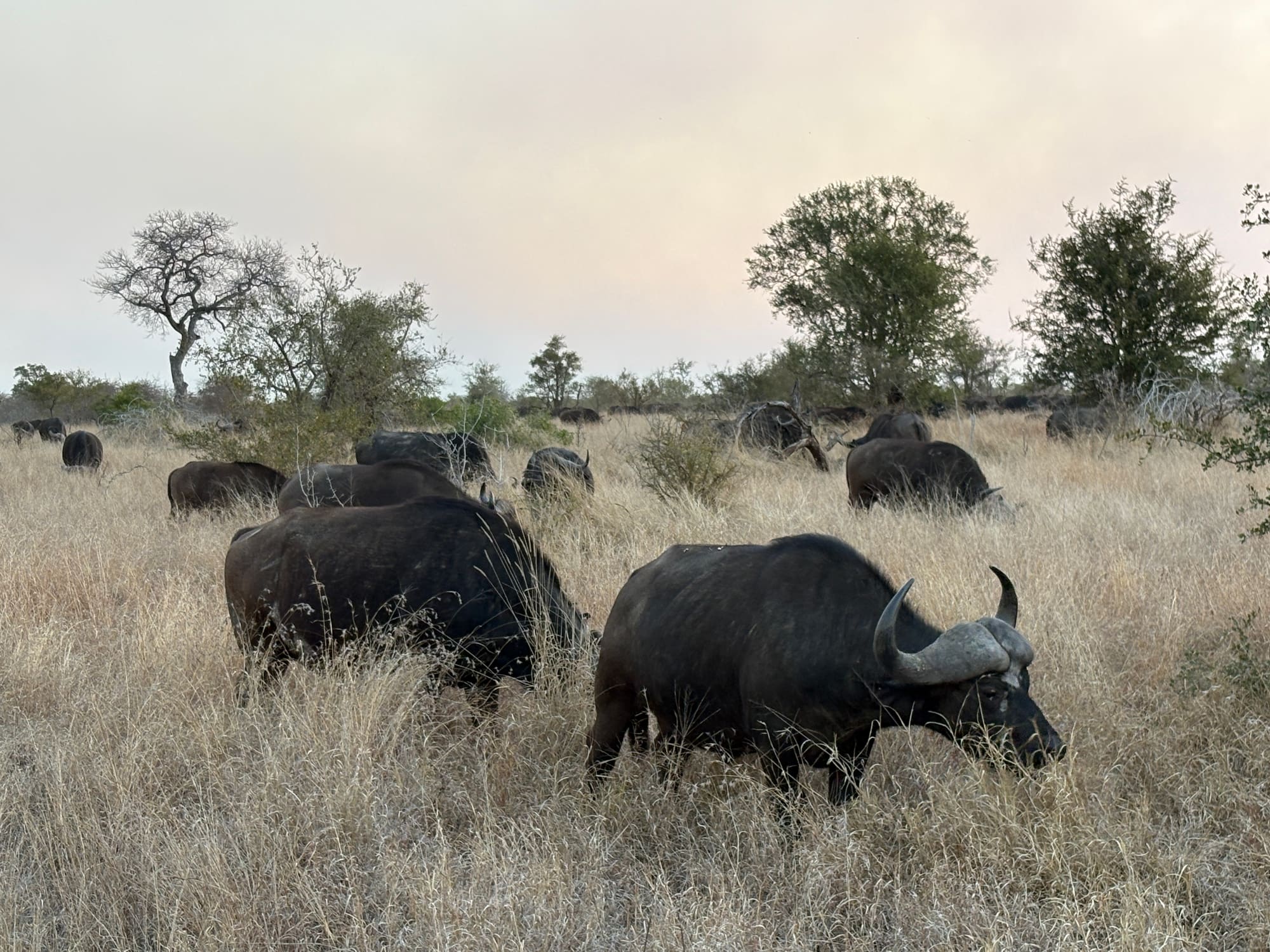 A large herd of buffalo grazing in tall grass near Satara at dusk