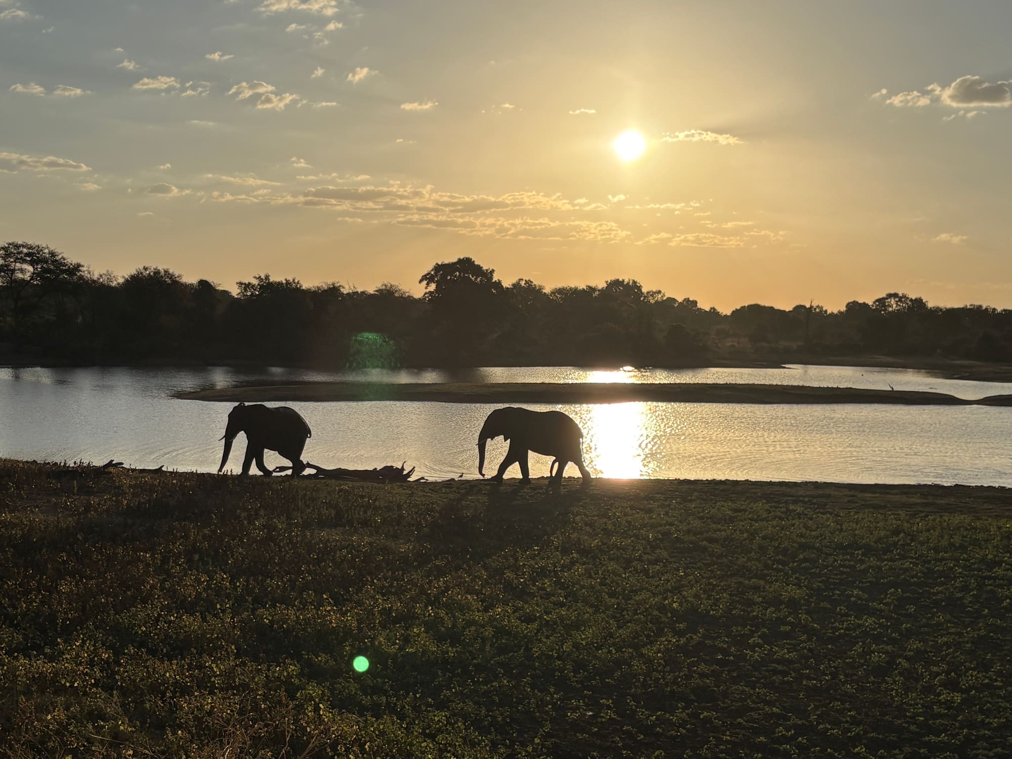 Two elephants walking along the water's edge at sunset near Satara