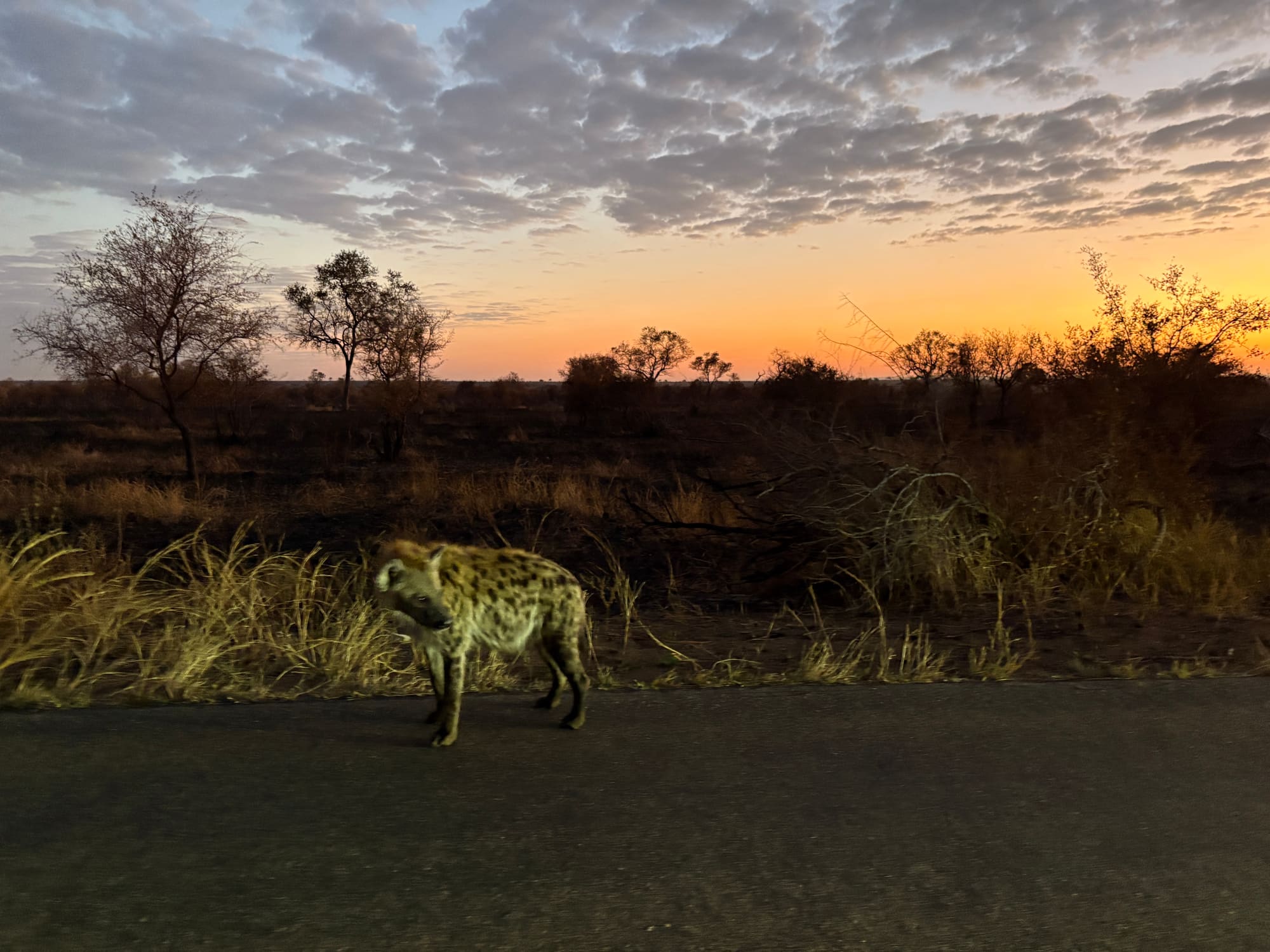 A hyena walking along the road at dusk near Satara, Kruger National Park