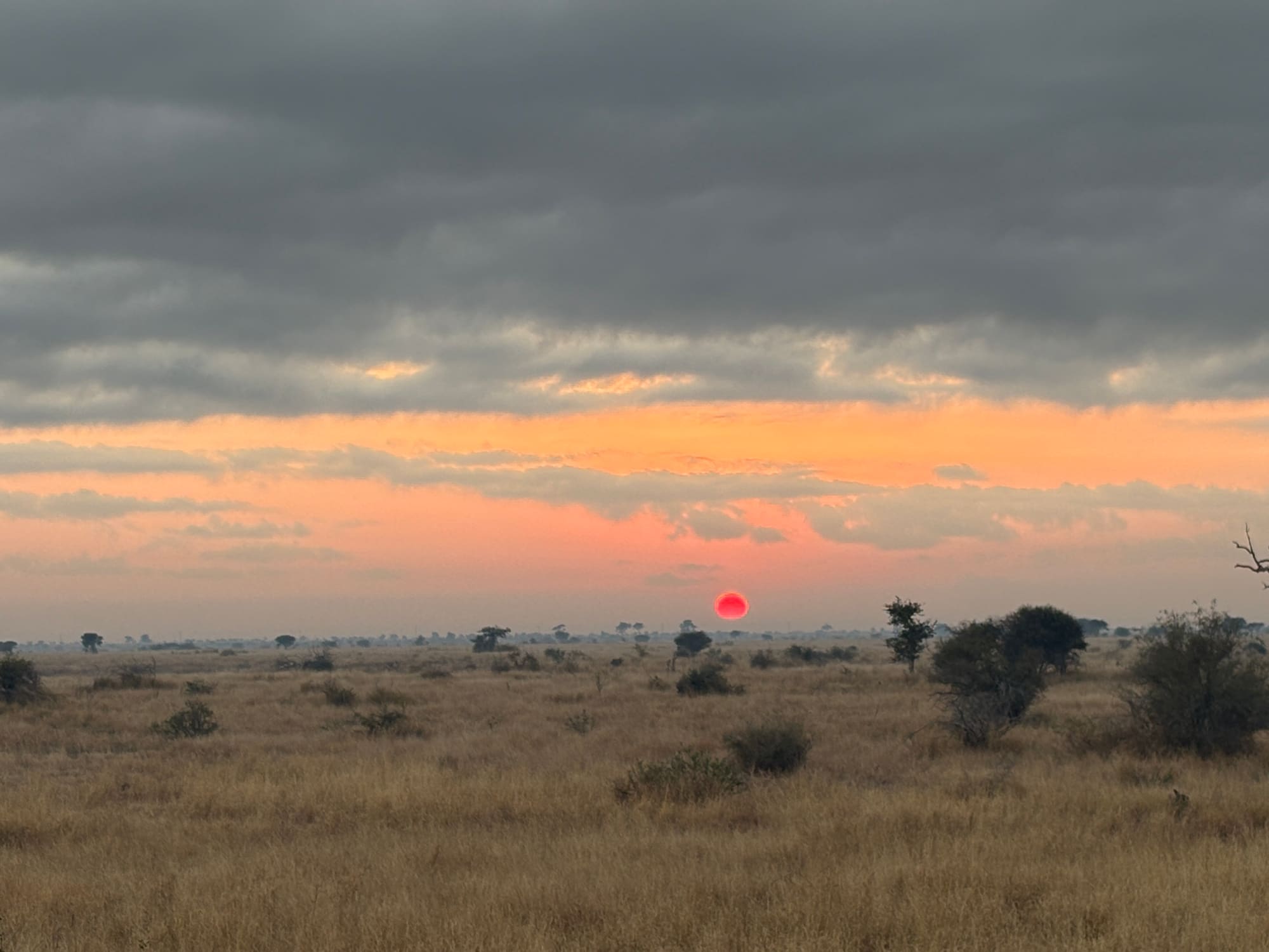 A deep red sun setting over the grassland near Satara