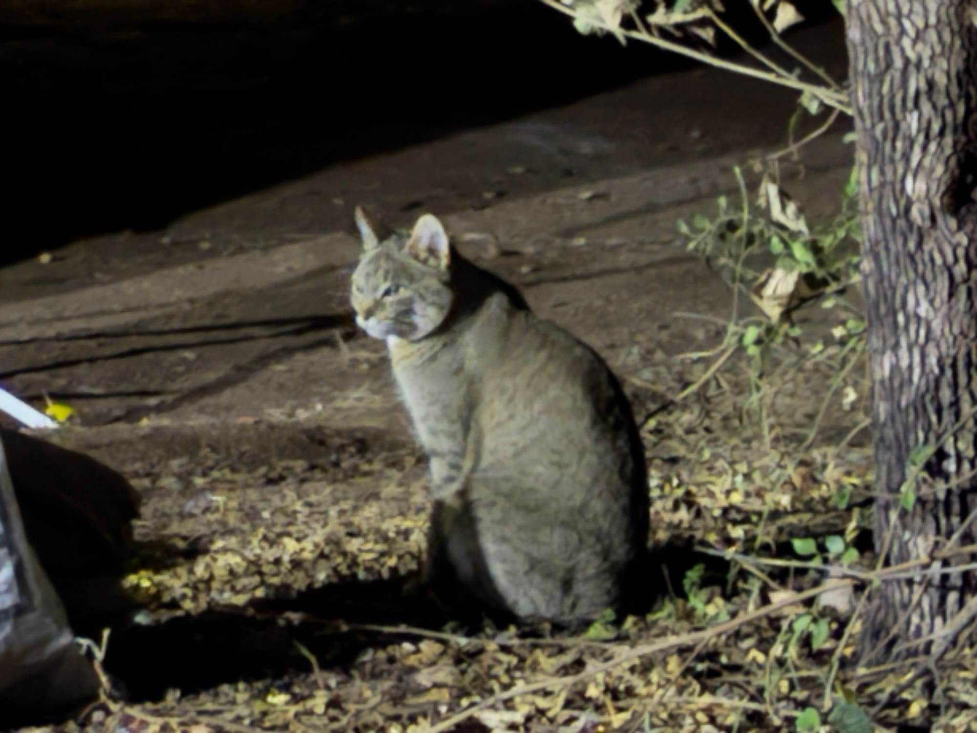 An African wild cat sitting near camp at night at Satara