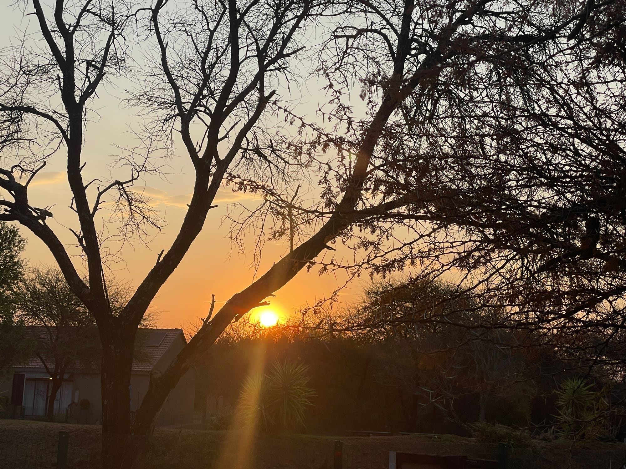 Winter sunset through bare trees at Willemsrus, Dinokeng